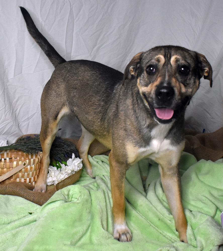 Enlarge Cookie, a Adoptable mixed breed in Monroe, LA image 1/2