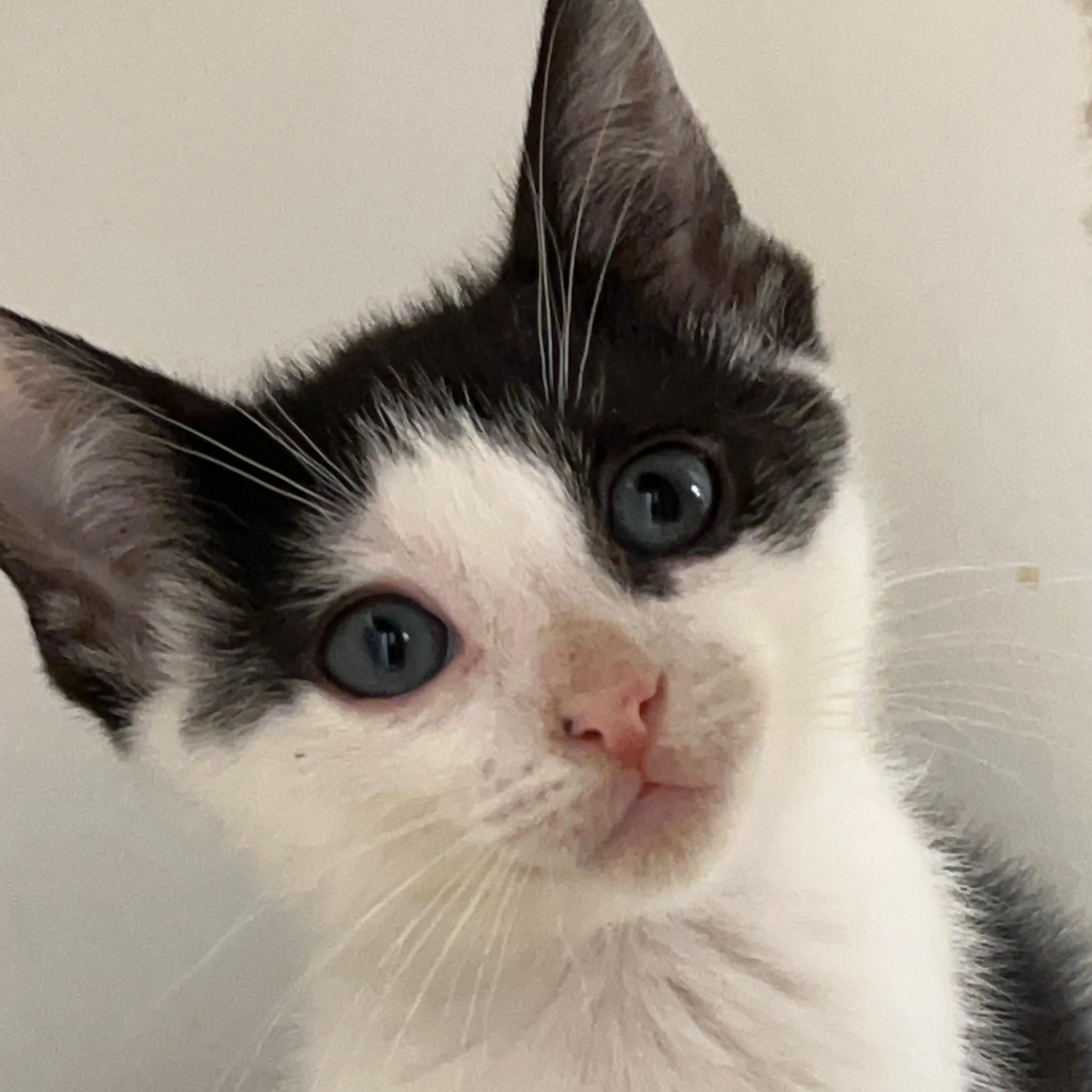 Neko, ADOPTABLE, Kitten Male Domestic Short Hair.