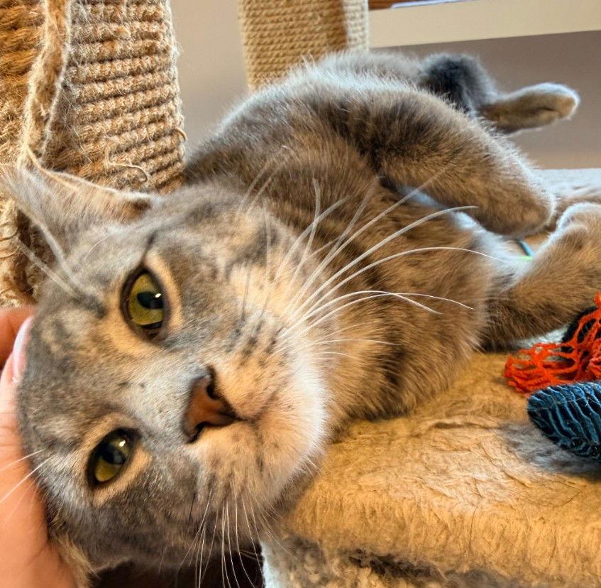 Enlarge Santino, a Adopted Domestic Short Hair in Forest Lake, MN image 1/3