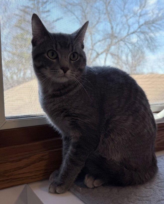 Enlarge Santino, a Adopted Domestic Short Hair in Forest Lake, MN image 2/3