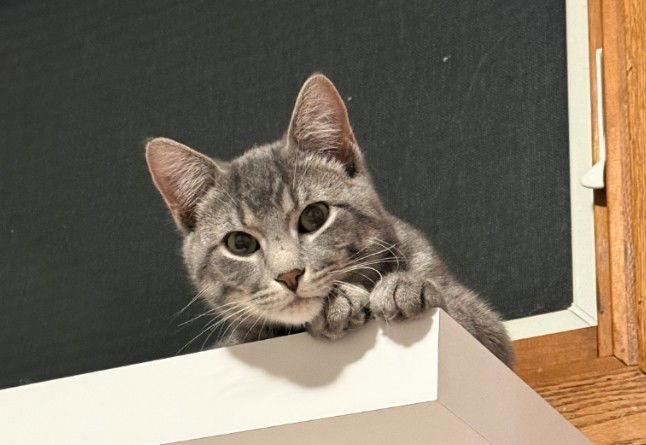 Enlarge Santino, a Adopted Domestic Short Hair in Forest Lake, MN image 3/3