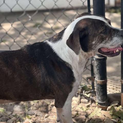 Enlarge Canoli, a Adoptable mixed breed in Weatherford, TX image 1/3