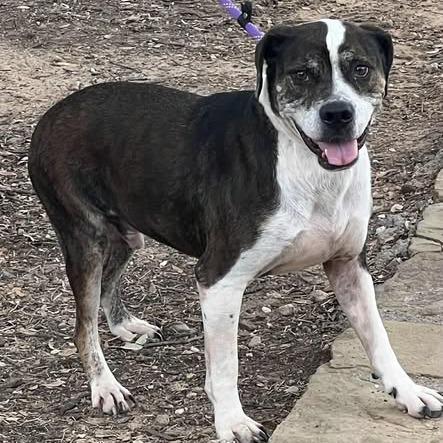 Enlarge Canoli, a Adoptable mixed breed in Weatherford, TX image 2/6
