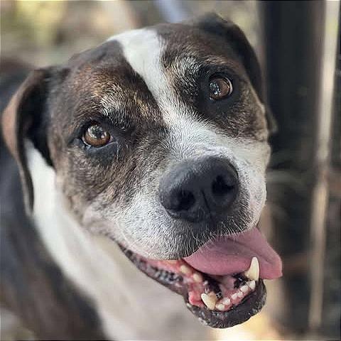 Enlarge Canoli, a Adoptable mixed breed in Weatherford, TX image 2/3