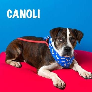 Enlarge Canoli, a Adoptable mixed breed in Weatherford, TX image 4/6