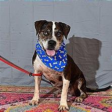 Canoli — thumbnail 3