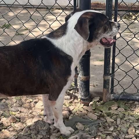 Enlarge Canoli, a Adoptable mixed breed in Weatherford, TX image 6/6