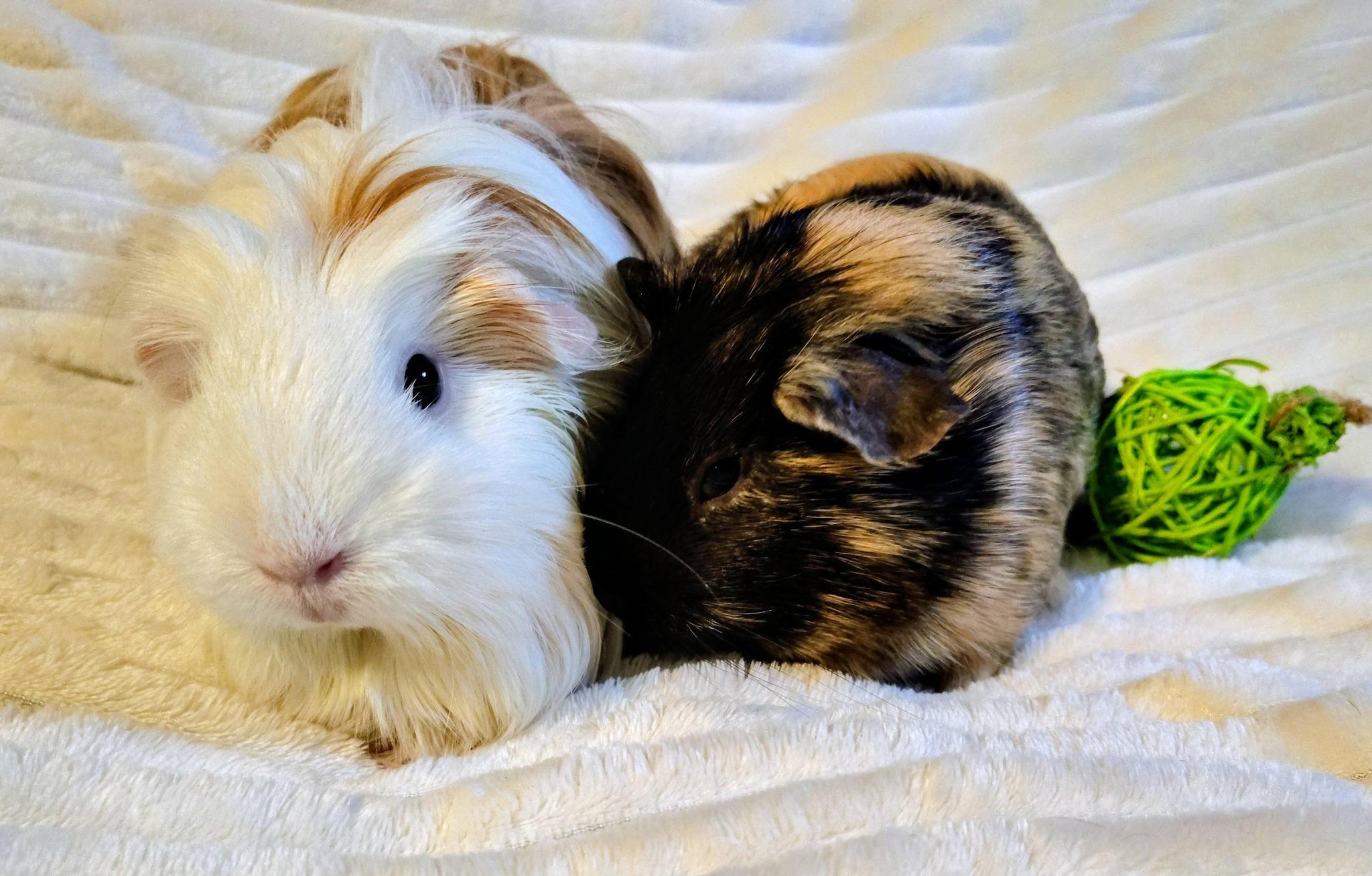 Fluff and Reesi, an adopted Guinea Pig in Cocoa, FL image 2/3
