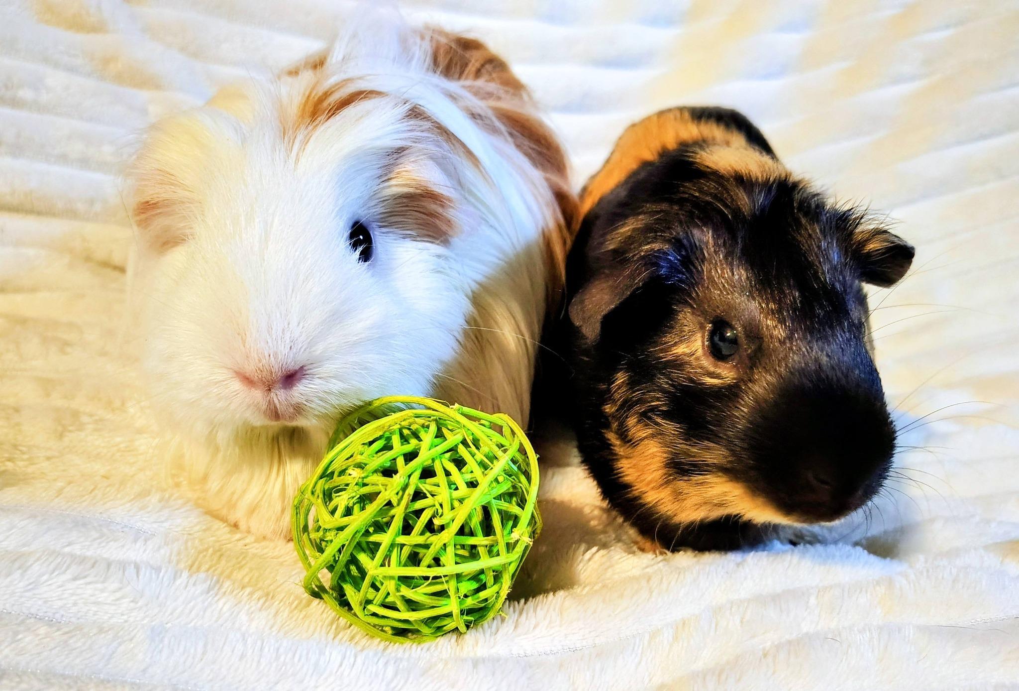 Fluff and Reesi, an adopted Guinea Pig in Cocoa, FL image 3/3