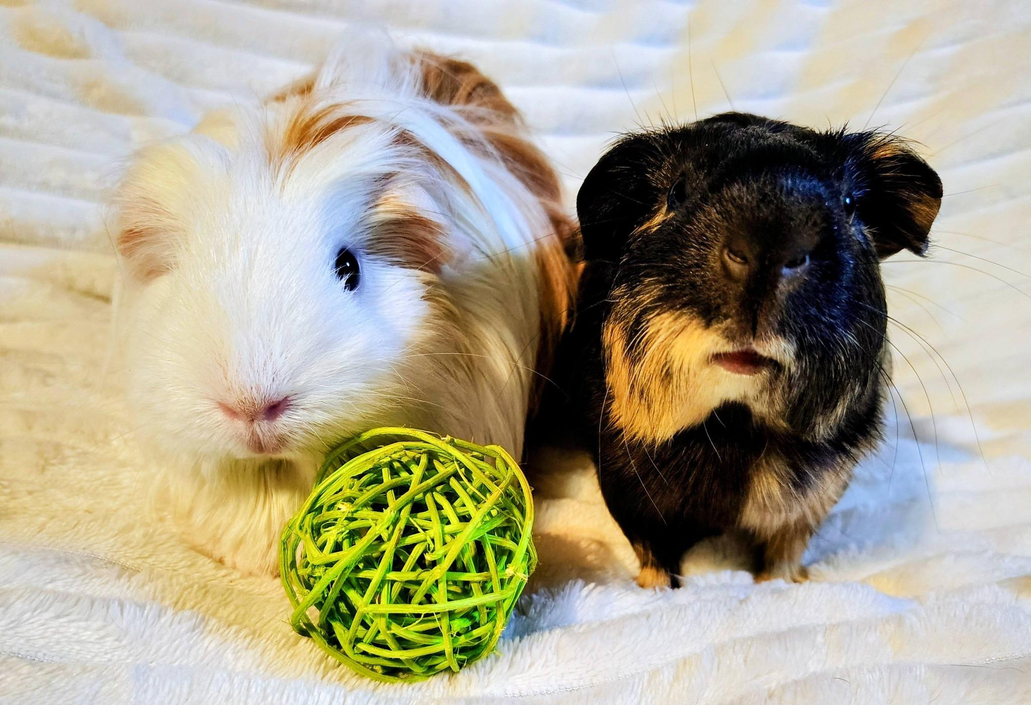 Fluff and Reesi, an adopted Guinea Pig in Cocoa, FL image 1/3