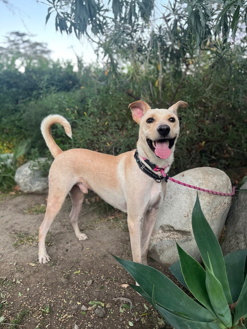 FINN, a Adoptable mixed breed in San Marcos, CA image 1/2