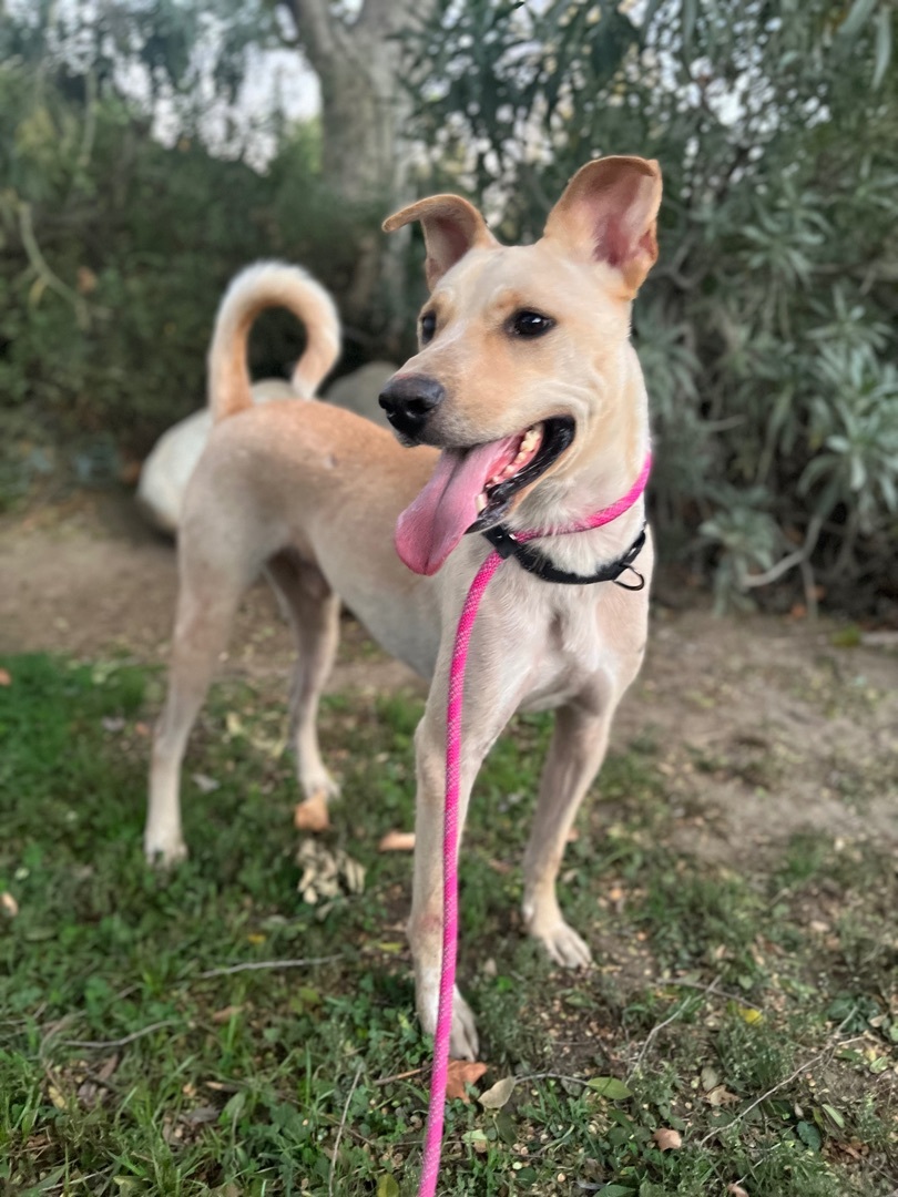 FINN, a Adoptable mixed breed in San Marcos, CA image 2/2
