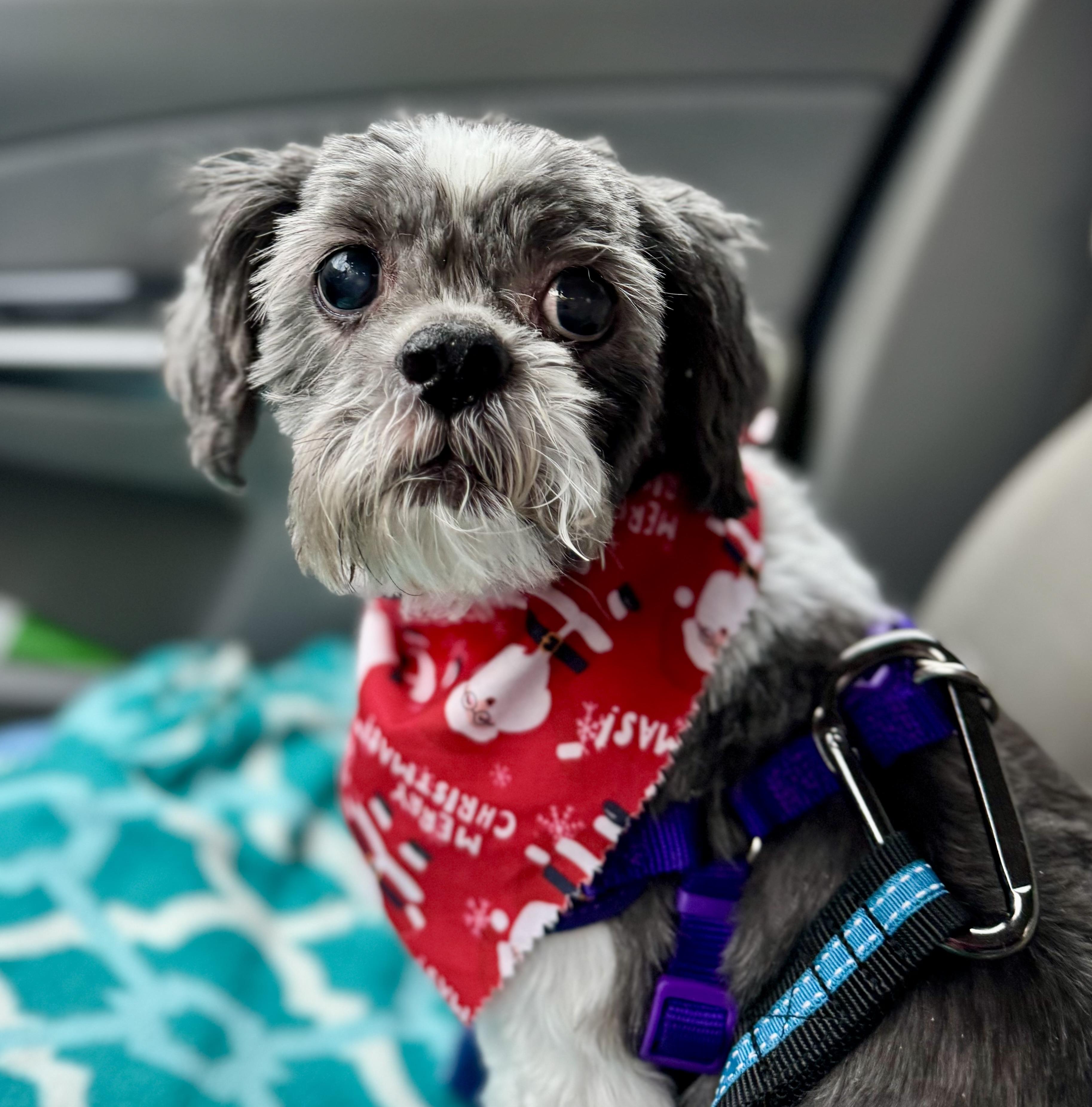 Enlarge Bailey, a Adoptable mixed breed in Bradfordwoods, PA image 2/2