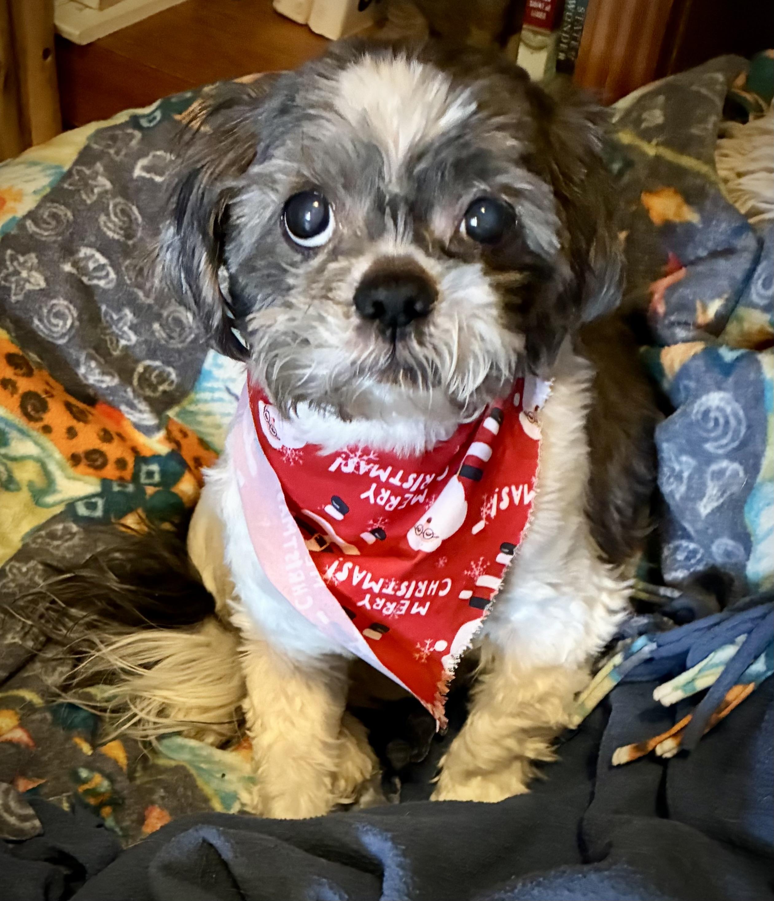 Bailey, Adoptable, Senior Female Shih Tzu.