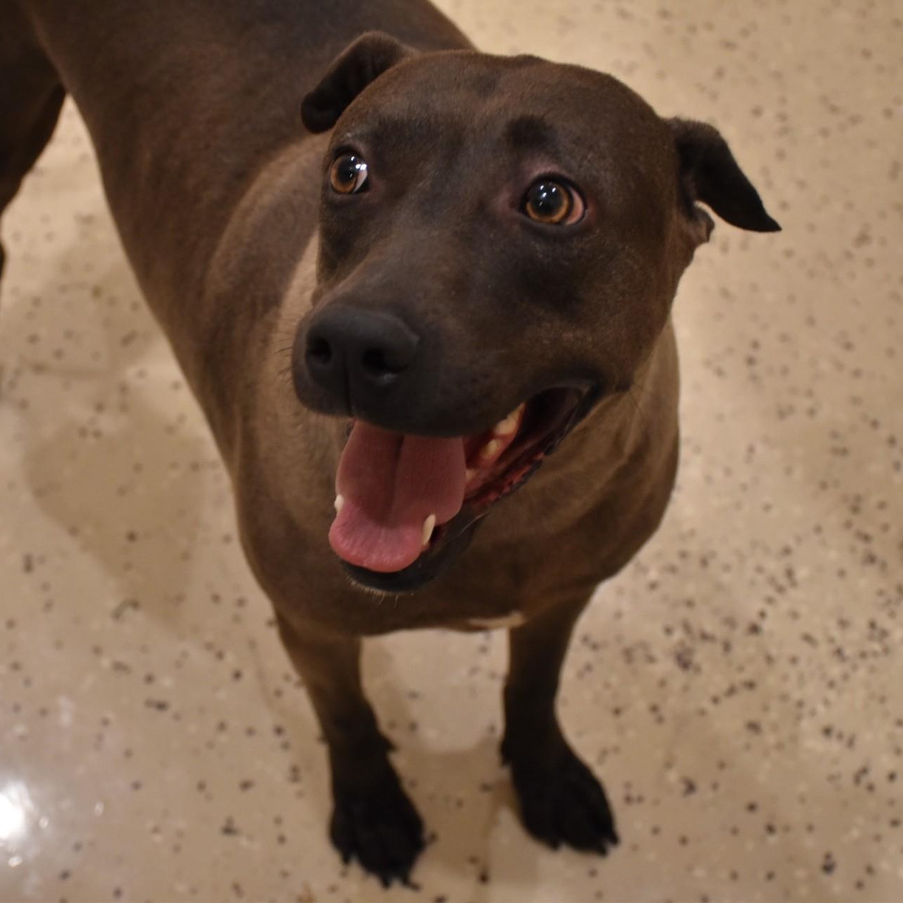Sylvie, an adoptable Terrier, Chocolate Labrador Retriever in Troy, NY, 12180 | Photo Image 2