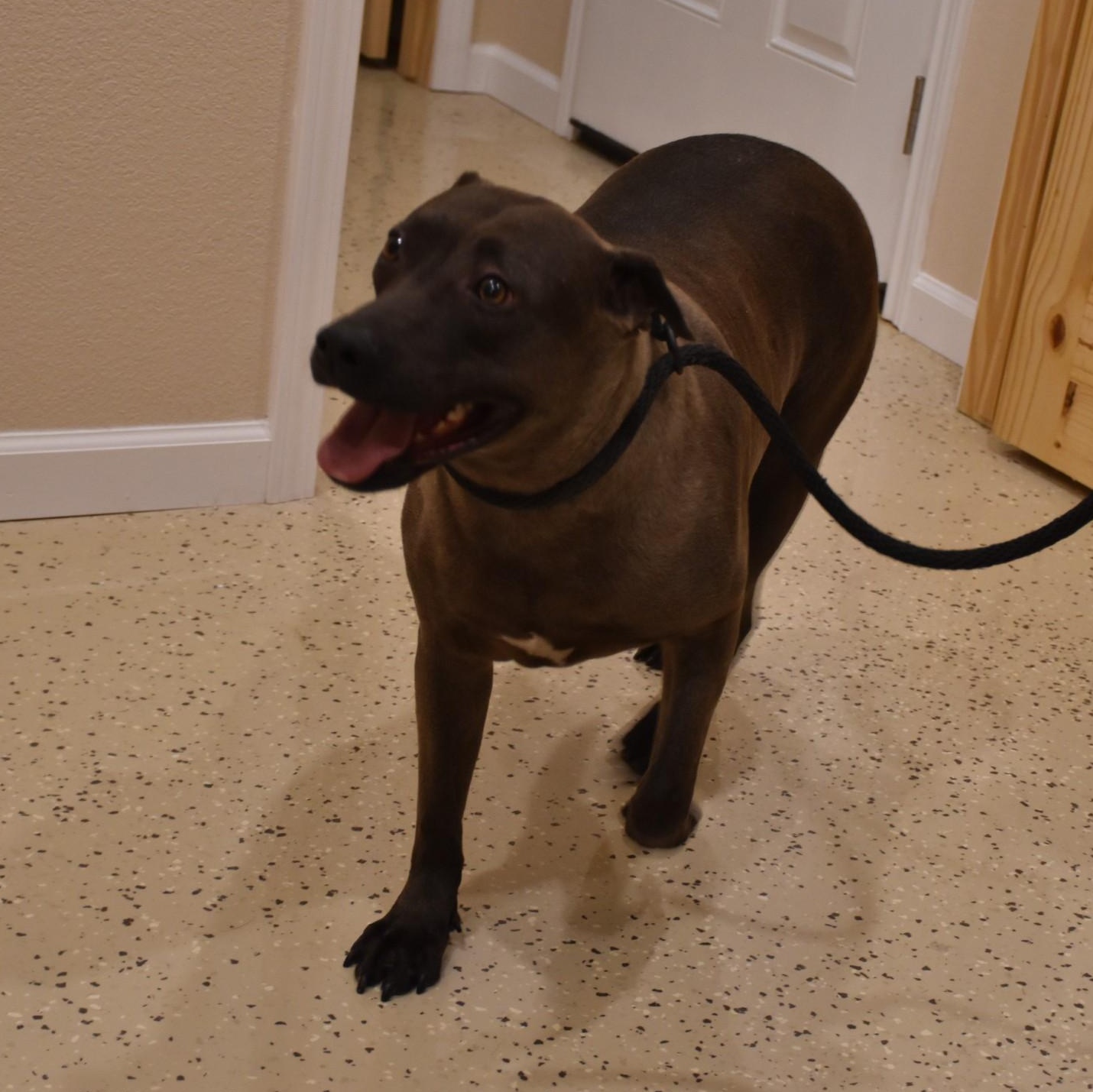 Sylvie, an adoptable Terrier, Chocolate Labrador Retriever in Troy, NY, 12180 | Photo Image 3