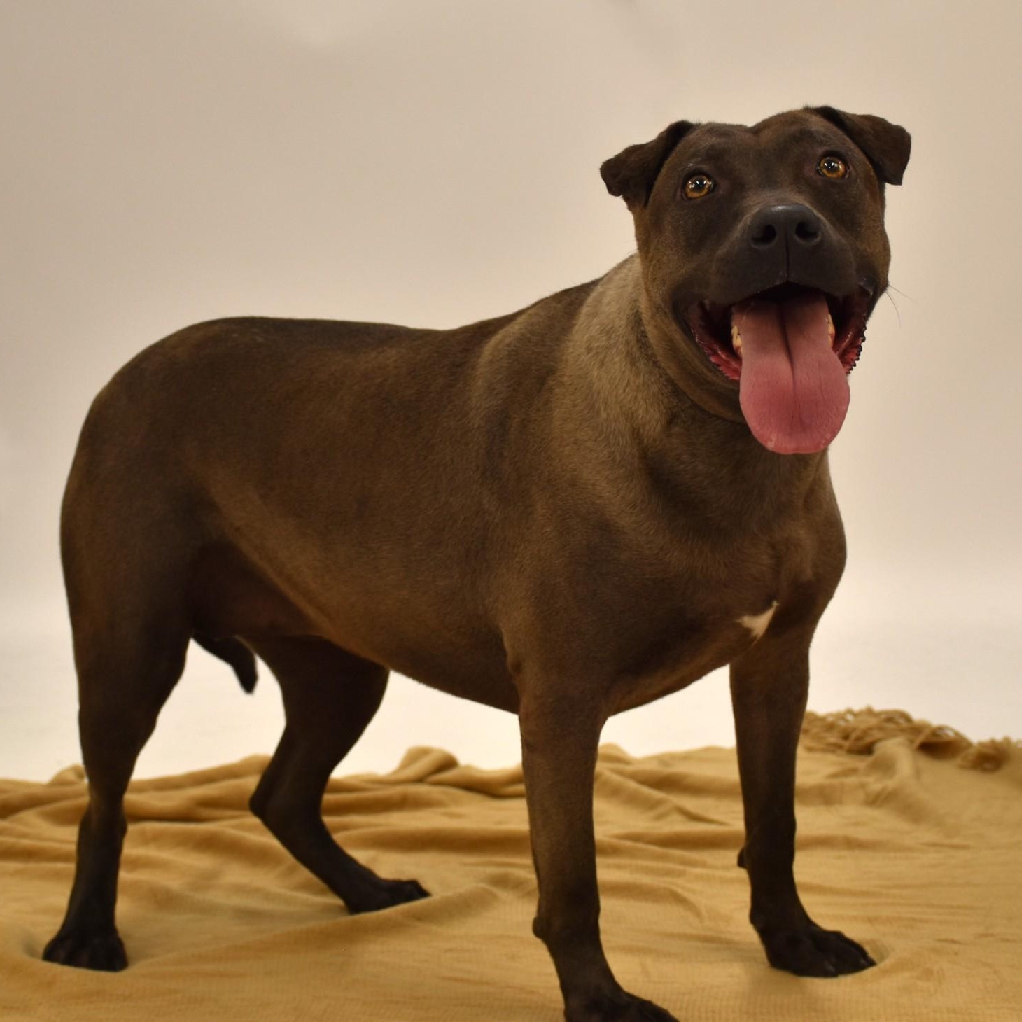 Sylvie, an adoptable Terrier, Chocolate Labrador Retriever in Troy, NY, 12180 | Photo Image 1