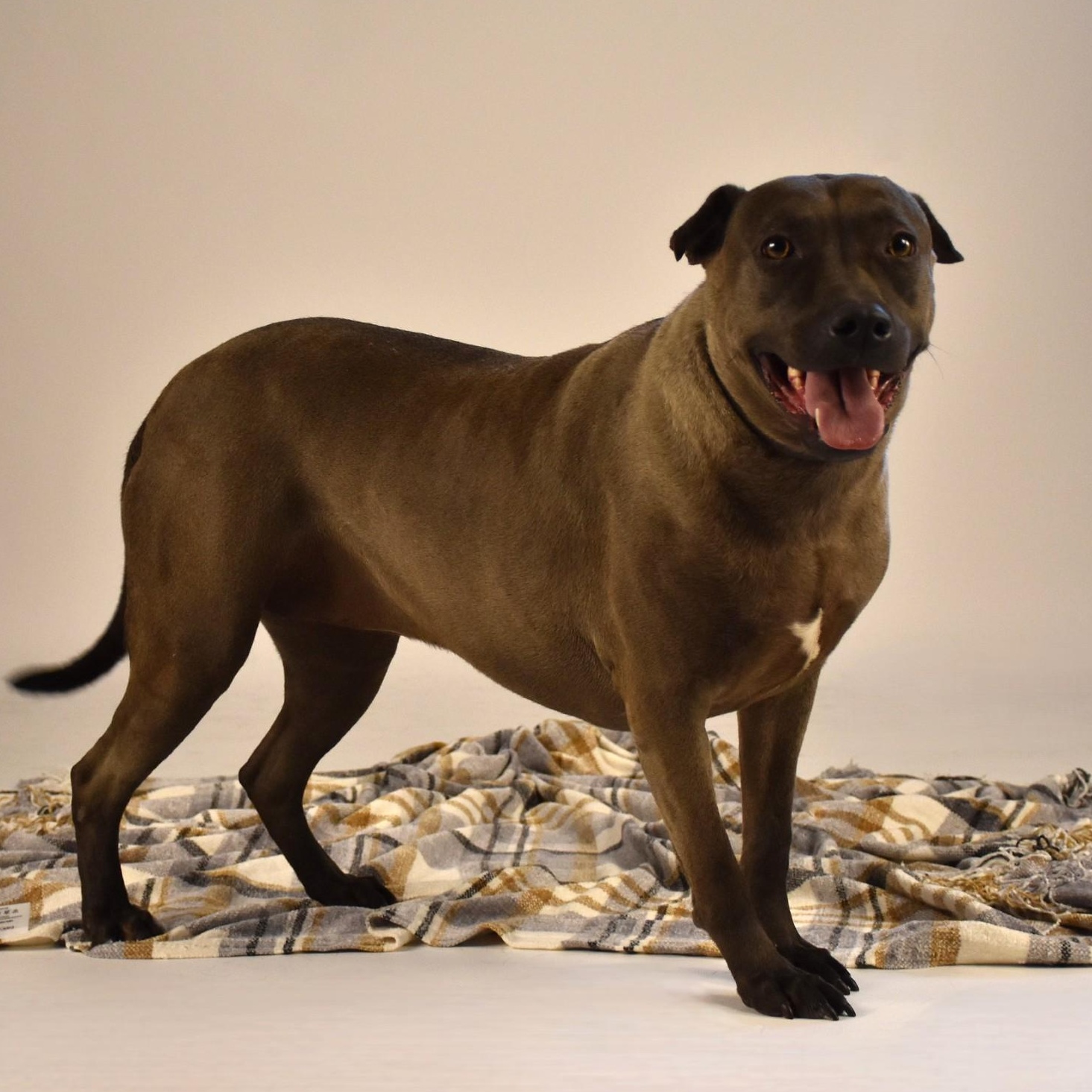 Sylvie, an adoptable Terrier, Chocolate Labrador Retriever in Troy, NY, 12180 | Photo Image 4