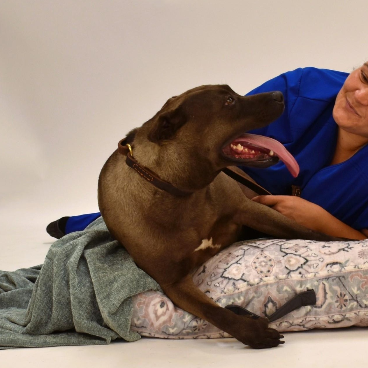 Sylvie, an adoptable Terrier, Chocolate Labrador Retriever in Troy, NY, 12180 | Photo Image 5