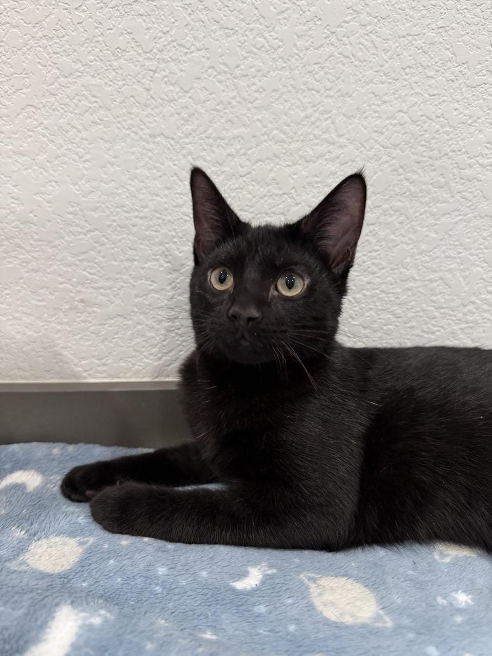 Midnight, adopted, Kitten Male Domestic Short Hair.