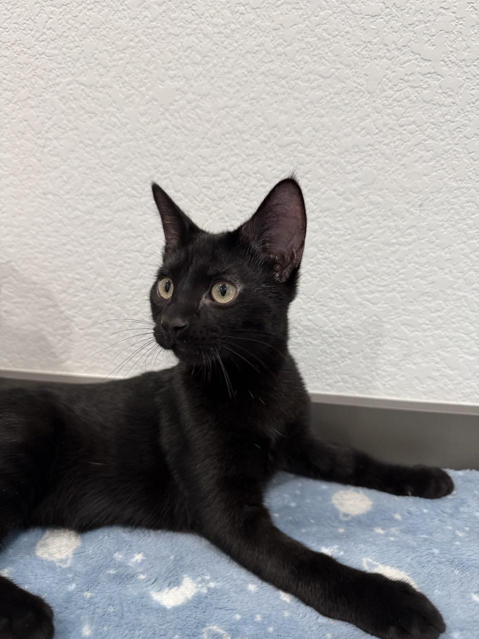 Midnight, an adopted Domestic Short Hair in Las Vegas, NV image 2/3