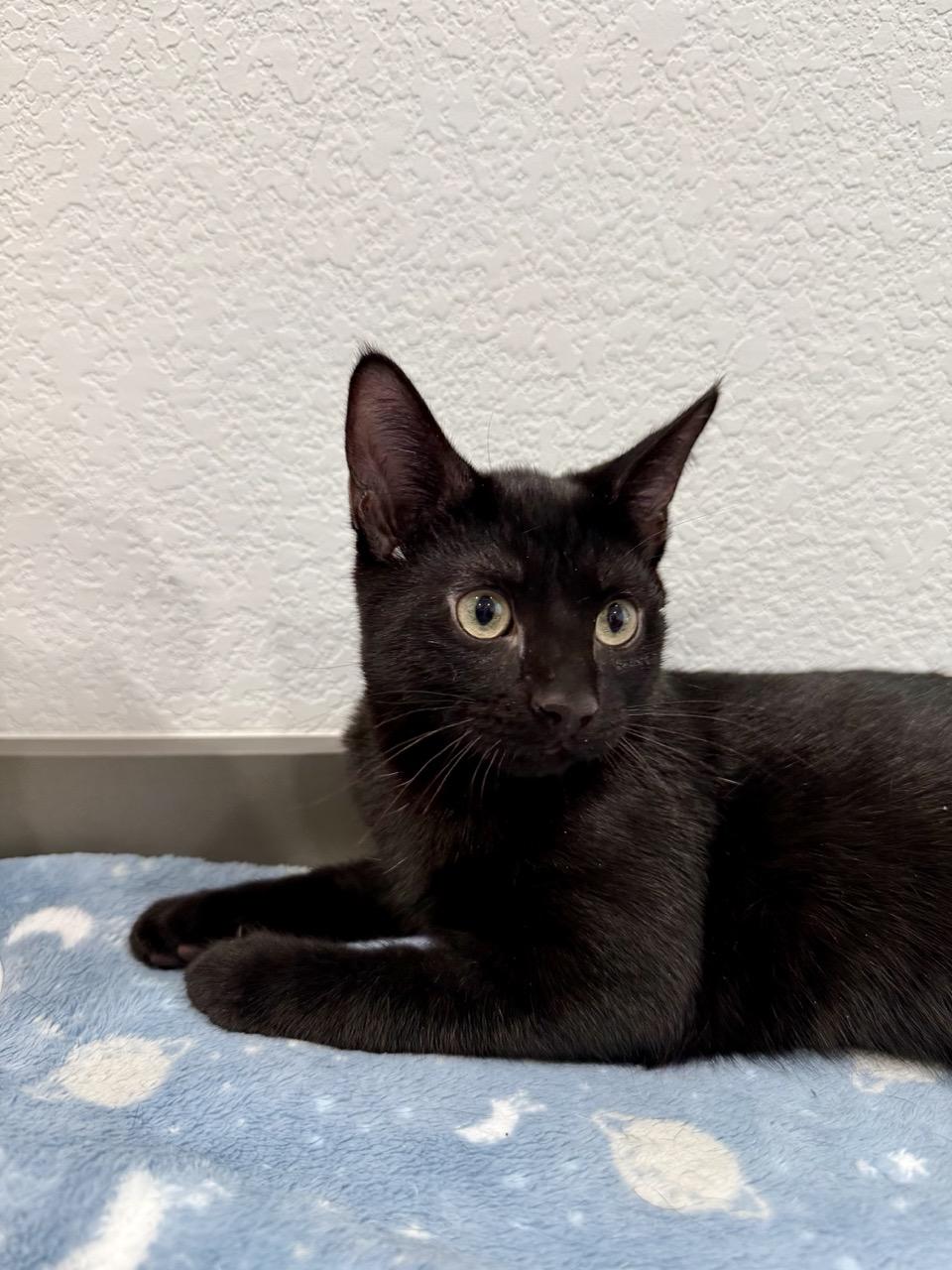 Midnight, an adopted Domestic Short Hair in Las Vegas, NV image 3/3