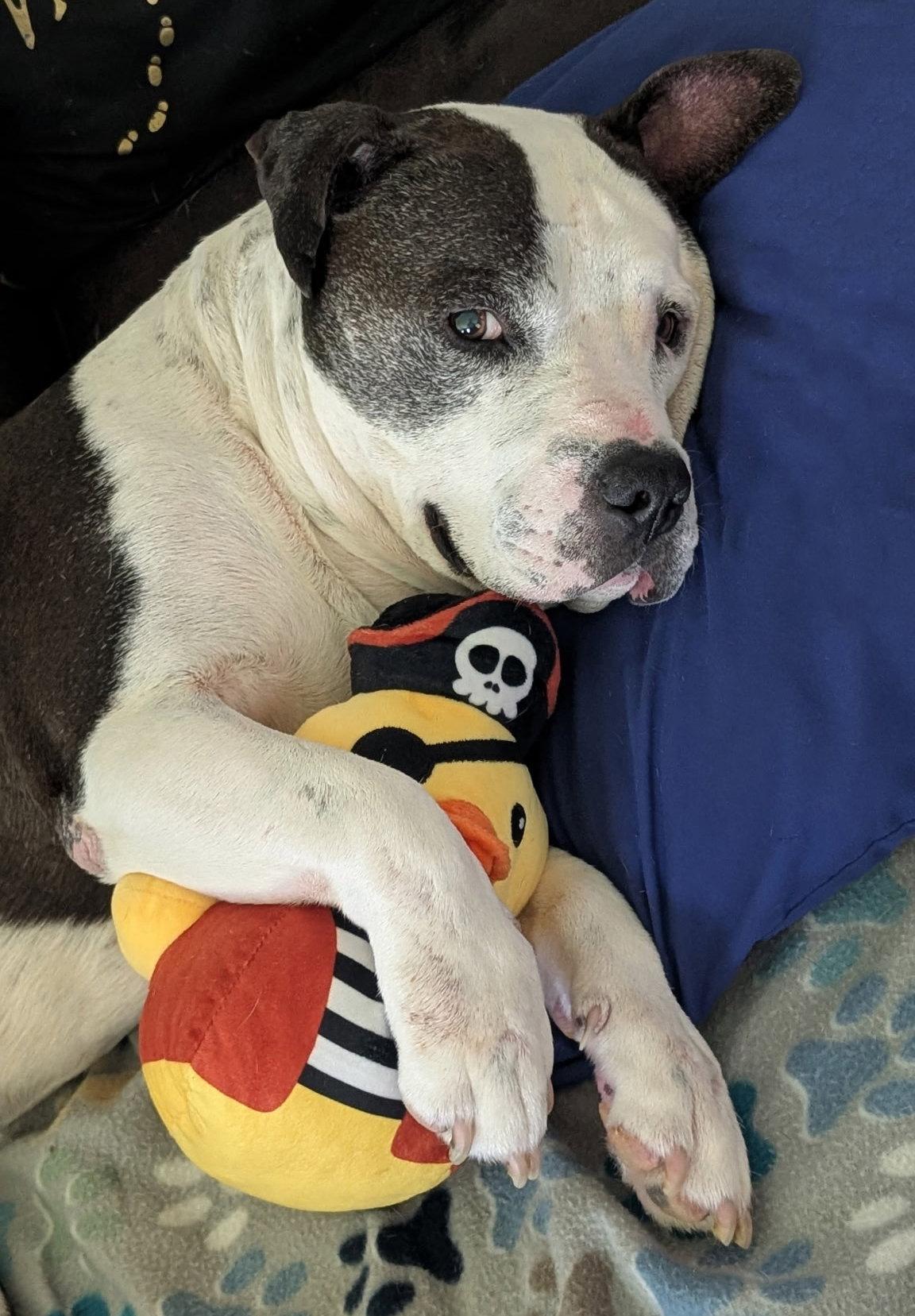 Enlarge Meatball, a Adoptable Pit Bull Terrier in The Woodlands, TX image 1/3