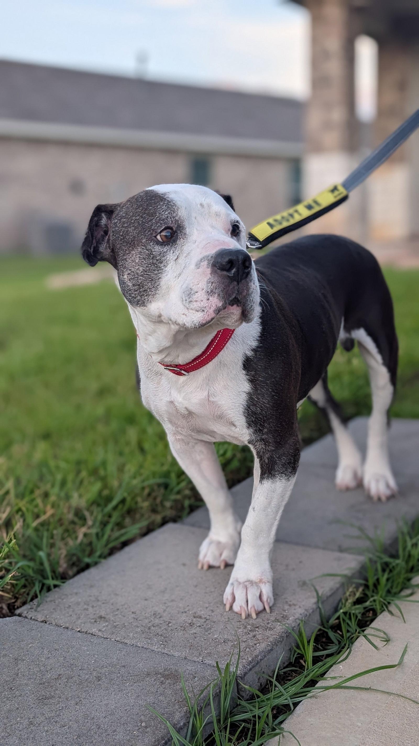 Enlarge Meatball, a Adoptable Pit Bull Terrier in The Woodlands, TX image 2/3
