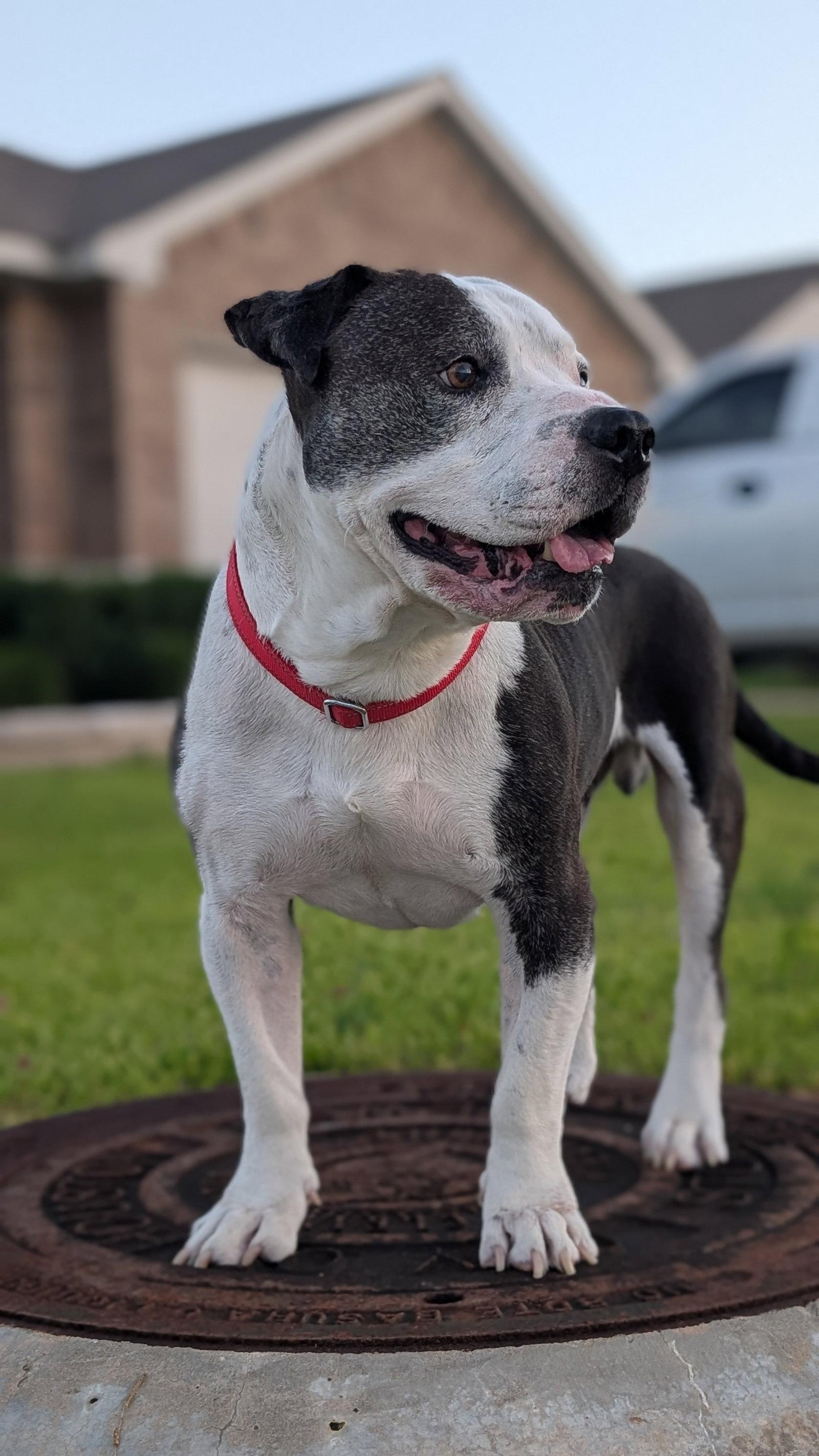 Enlarge Meatball, a Adoptable Pit Bull Terrier in The Woodlands, TX image 3/3