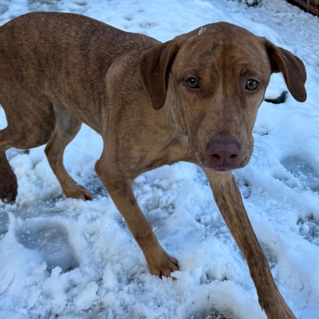 Mary, Adoptable, Young Female Catahoula Leopard Dog.