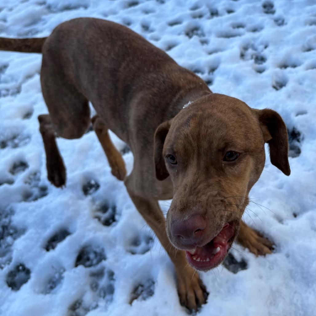 Enlarge Mary, a Adoptable Catahoula Leopard Dog in Lakehead, CA image 2/6