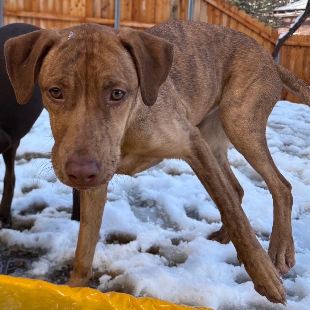 Enlarge Mary, a Adoptable Catahoula Leopard Dog in Lakehead, CA image 4/6