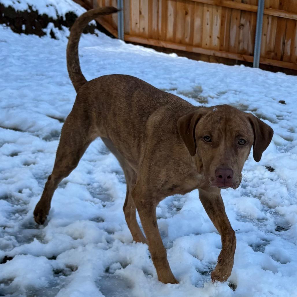 Enlarge Mary, a Adoptable Catahoula Leopard Dog in Lakehead, CA image 5/6