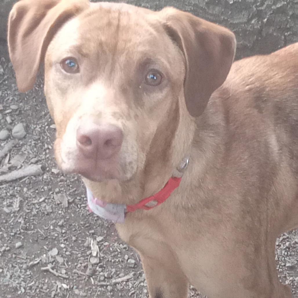 Enlarge Mary, a Adoptable Catahoula Leopard Dog in Lakehead, CA image 6/6