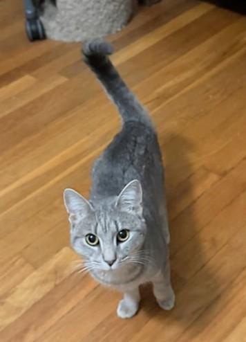 Koala (reduced adoption fee), Adoptable, Kitten Female Domestic Short Hair.