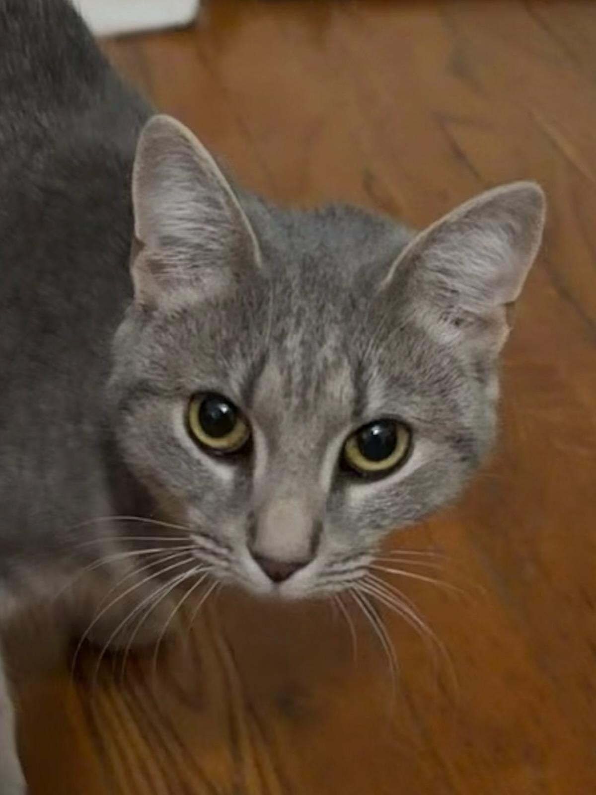 Enlarge Koala (reduced adoption fee), a Adoptable Domestic Short Hair in Melrose, MA image 4/4