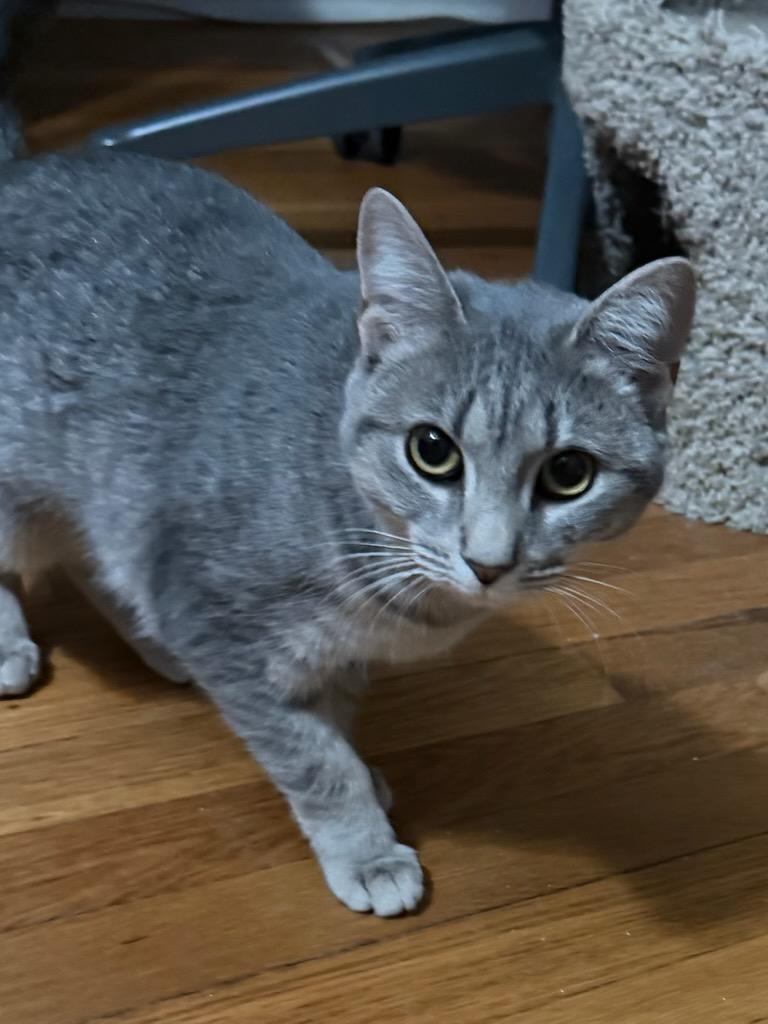 Enlarge Koala (reduced adoption fee), a Adoptable Domestic Short Hair in Melrose, MA image 2/4