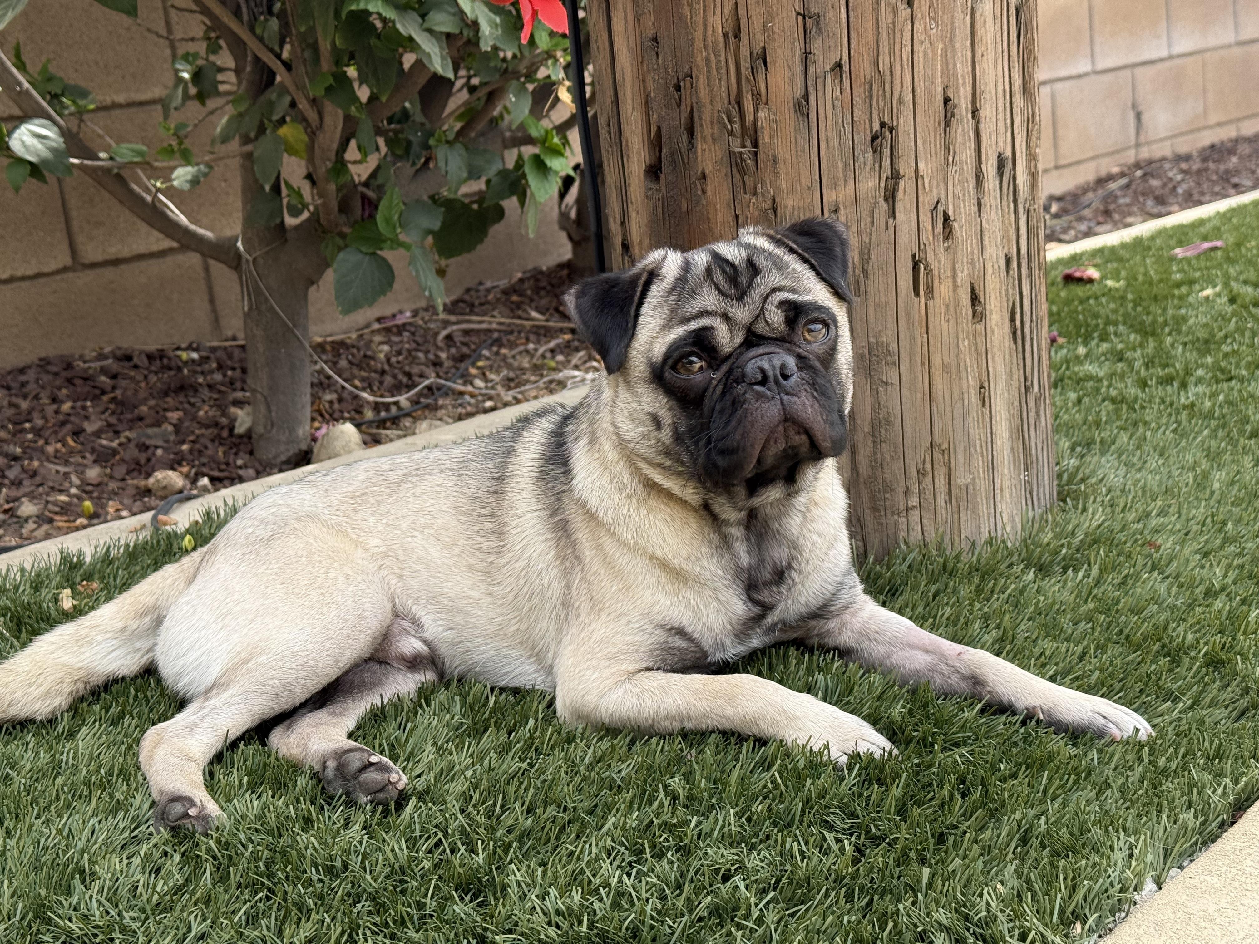 Finn, a Adoptable Pug in Poway, CA image 1/2