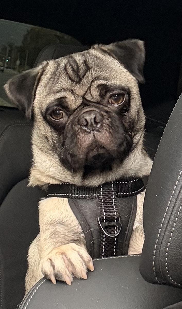 Finn, a Adoptable Pug in Poway, CA image 2/2