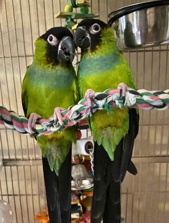 Nadine, Adoptable, Senior Male Conure.