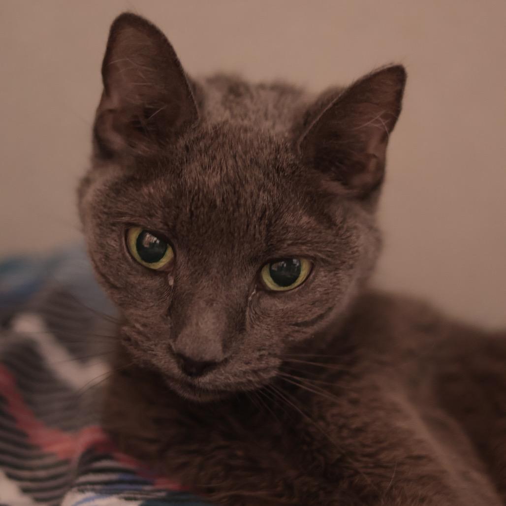 Minx, Adoptable, Senior Female Domestic Short Hair.