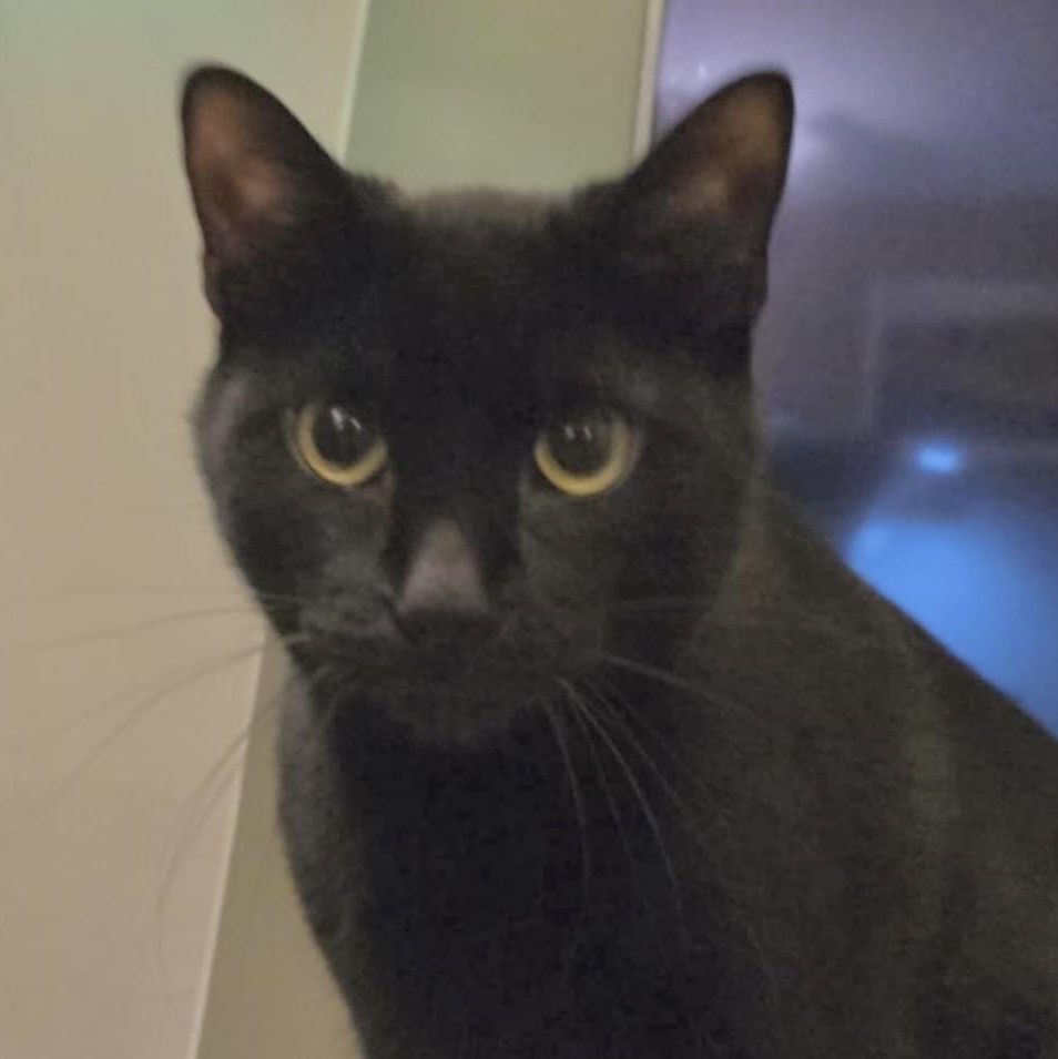 Enlarge Gigi, a Adoptable Domestic Short Hair in WOODSTOCK, ON image 1/1