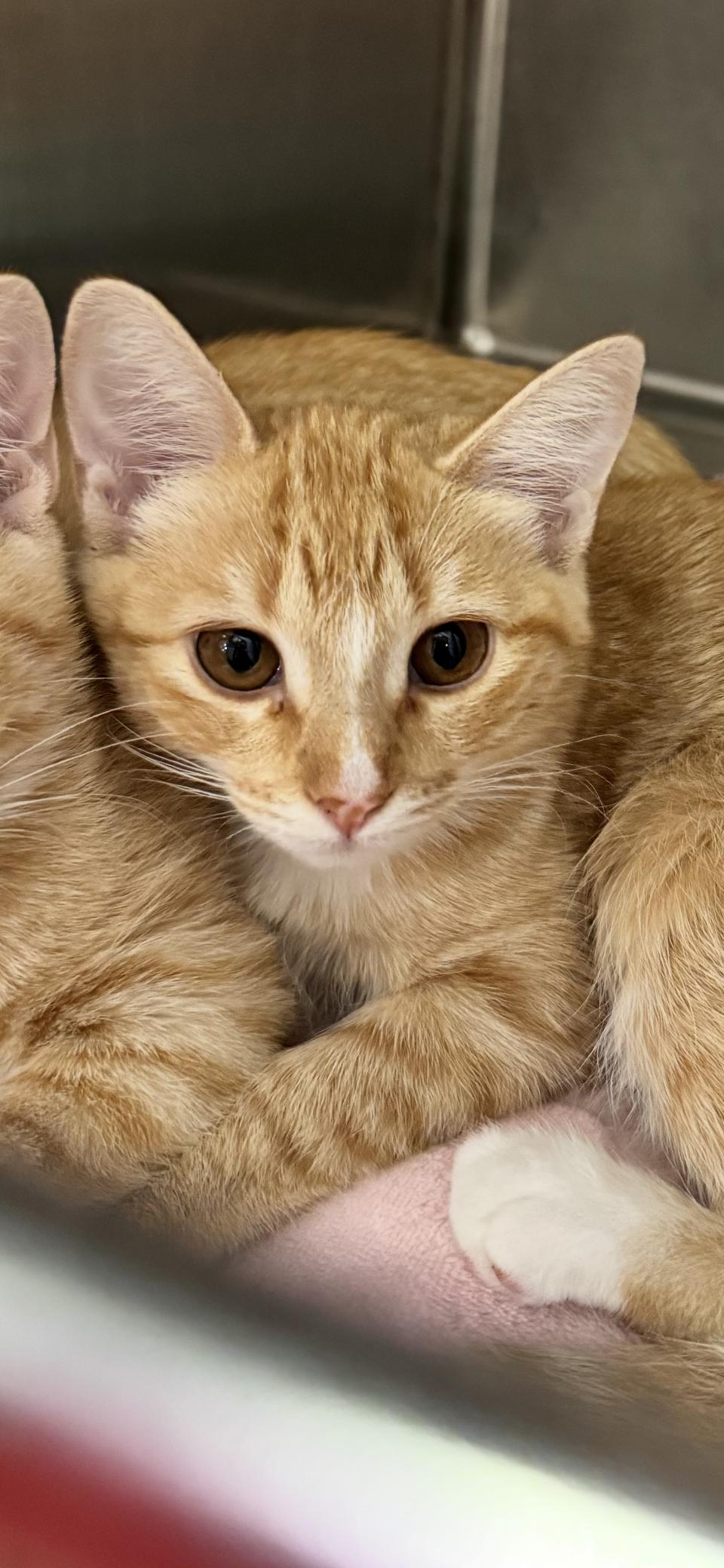 Biscuit, Adoptable, Young Female Domestic Short Hair.