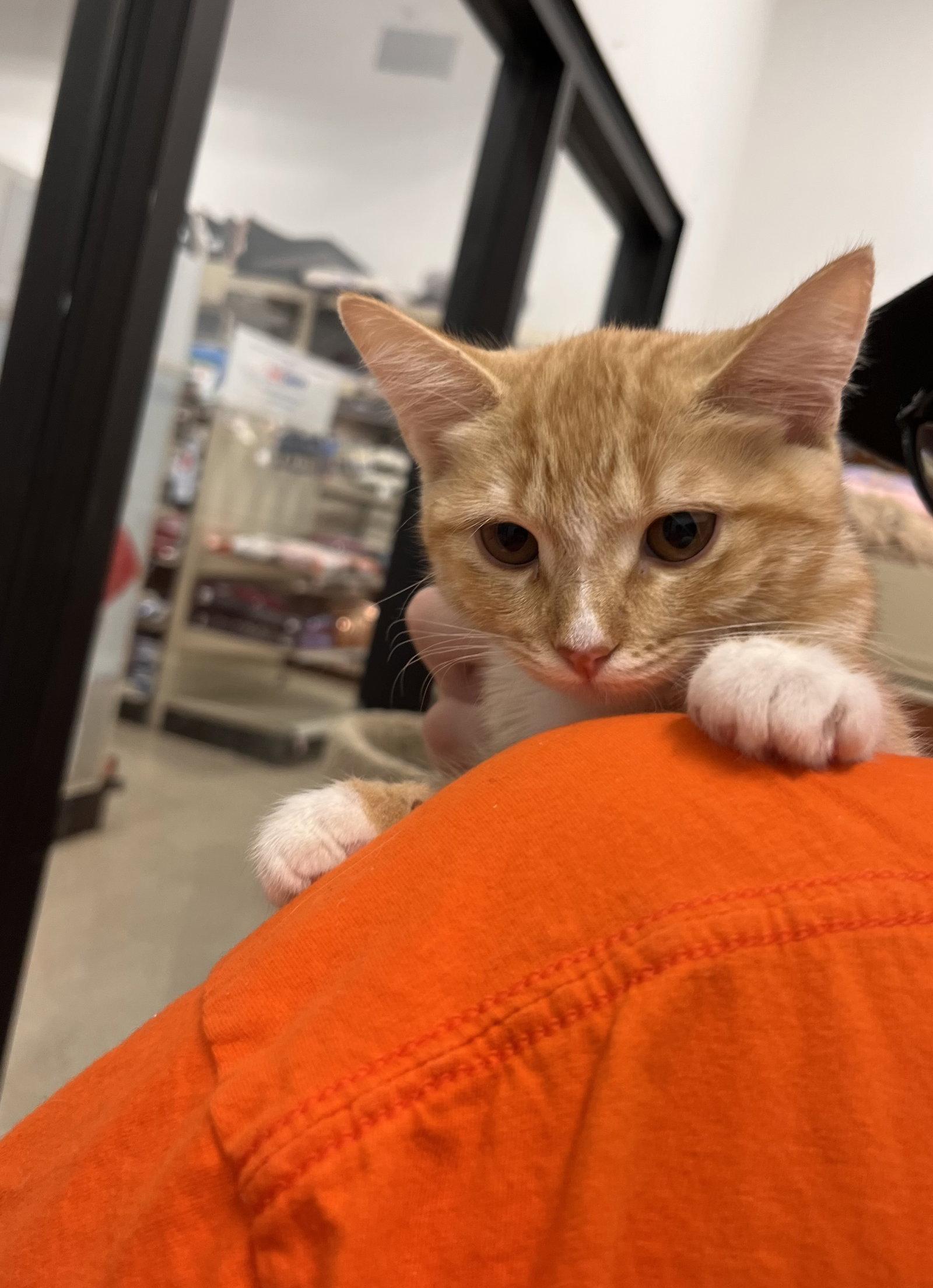 Enlarge Biscuit, a Adoptable Domestic Short Hair in Scottsdale, AZ image 2/3