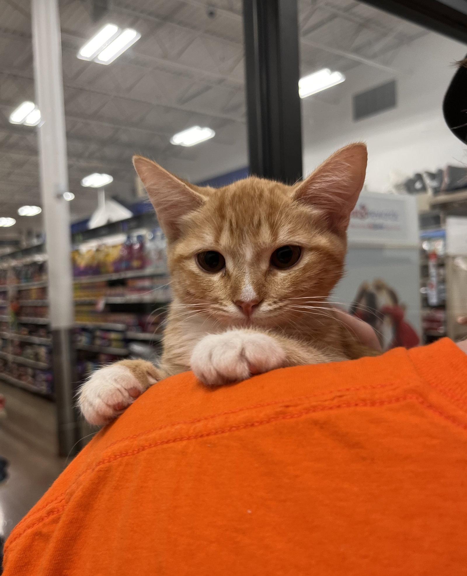 Enlarge Biscuit, a Adoptable Domestic Short Hair in Scottsdale, AZ image 3/3