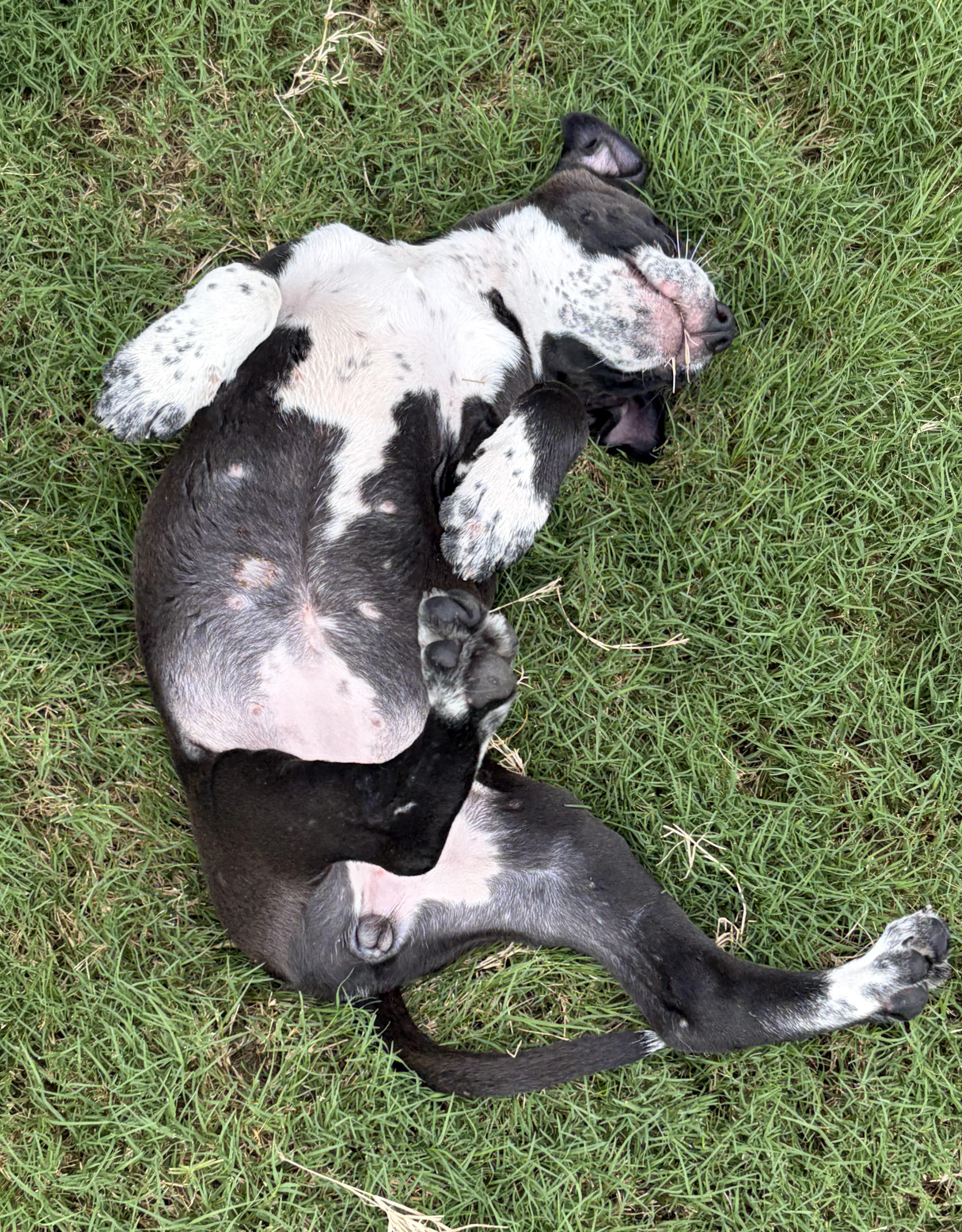 Enlarge Aphrodite, a Adoptable mixed breed in Smithfield, NC image 6/6