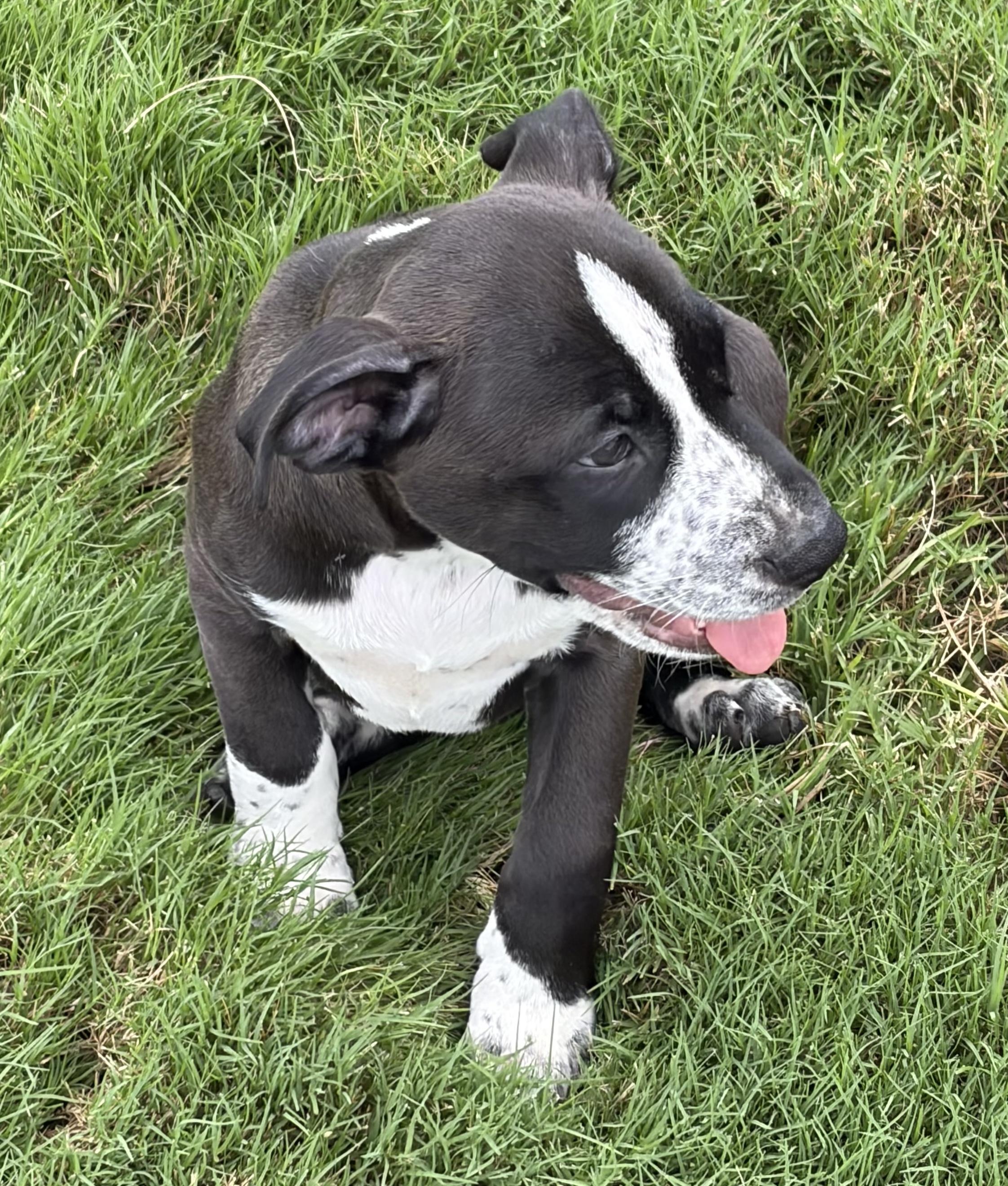 Enlarge Aphrodite, a Adoptable mixed breed in Smithfield, NC image 3/6