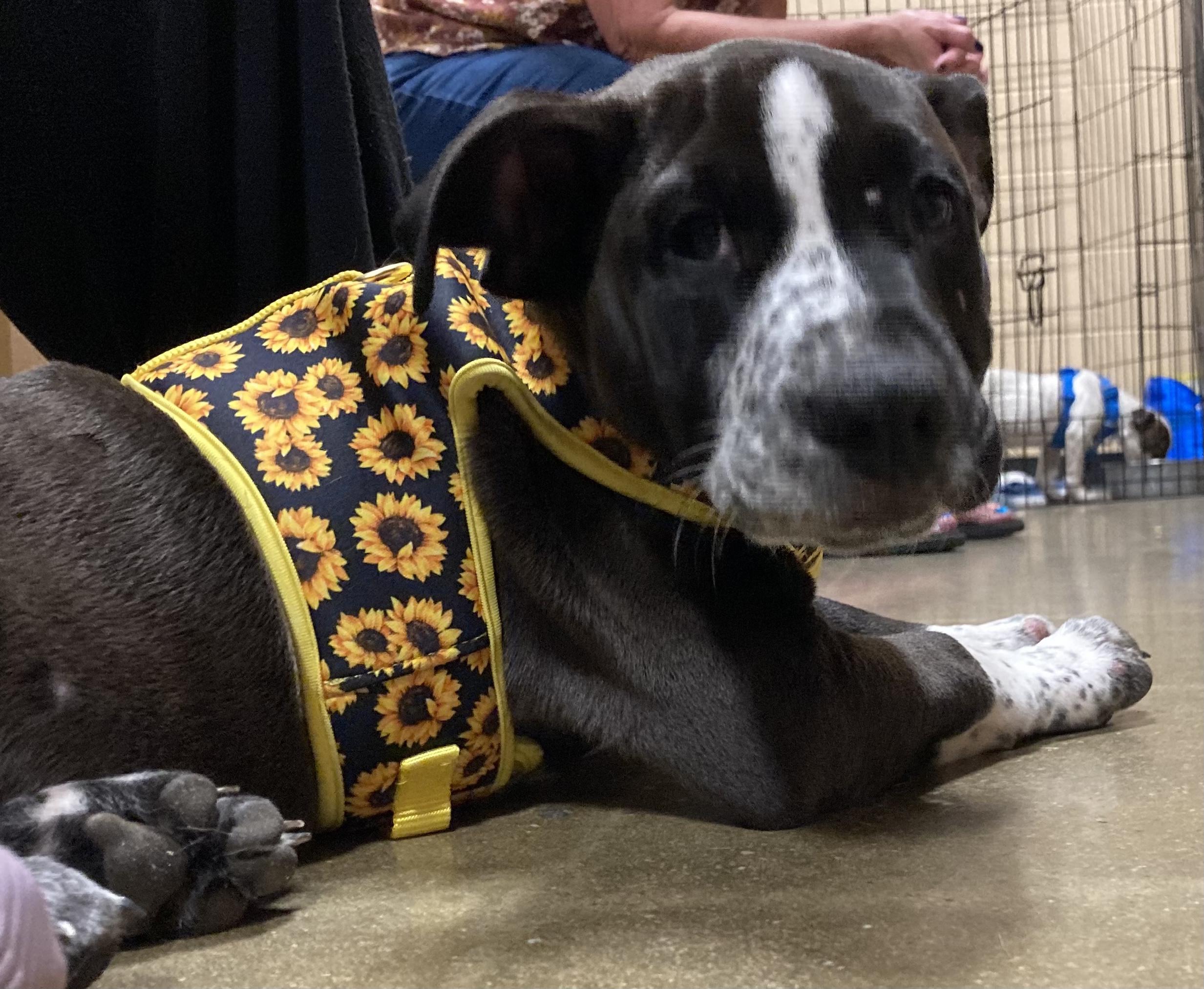 Enlarge Aphrodite, a Adoptable mixed breed in Smithfield, NC image 4/6