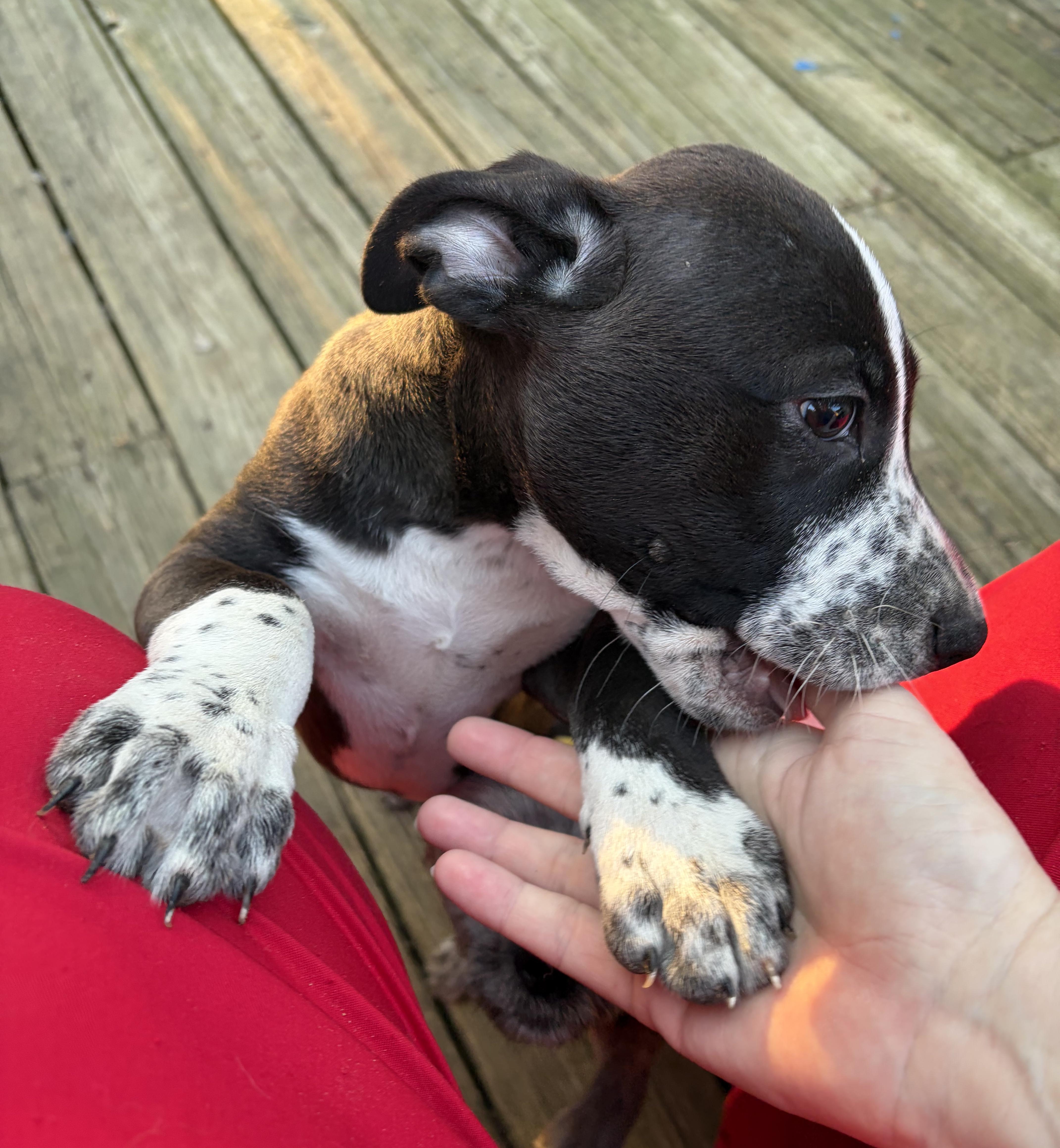 Enlarge Aphrodite, a Adoptable mixed breed in Smithfield, NC image 2/6