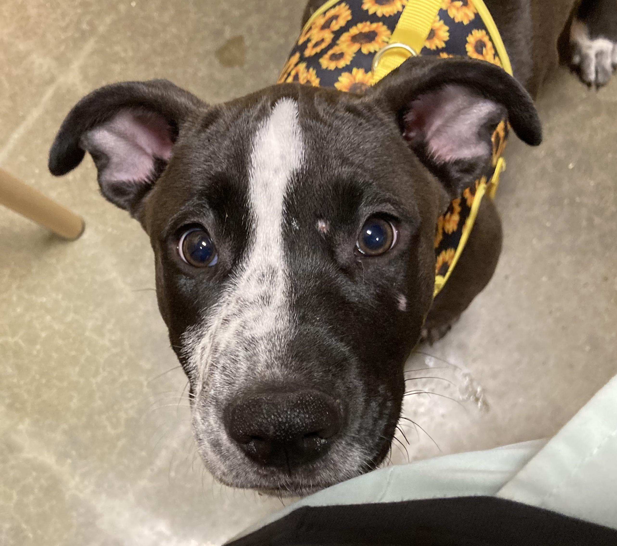 Aphrodite, Adoptable, Puppy Female Pit Bull Terrier.